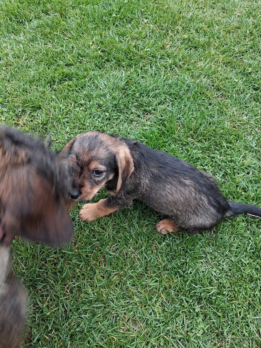 Jezevčík drsnosrsty - 7