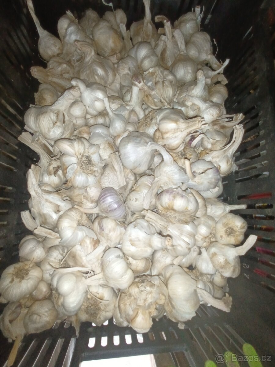 Brambory a česnek na uskladnění - 7