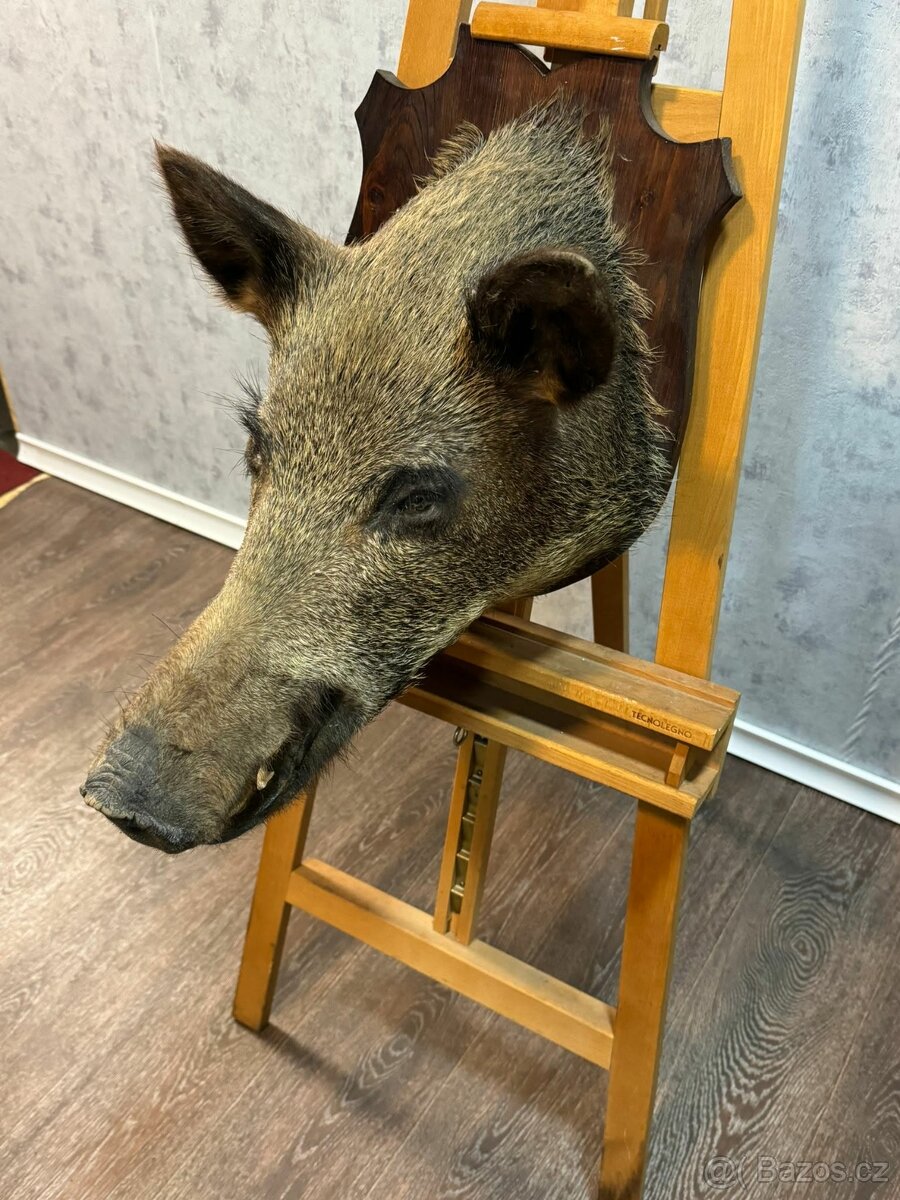 Lovecká trofej - Divoké prase (141047) - 7