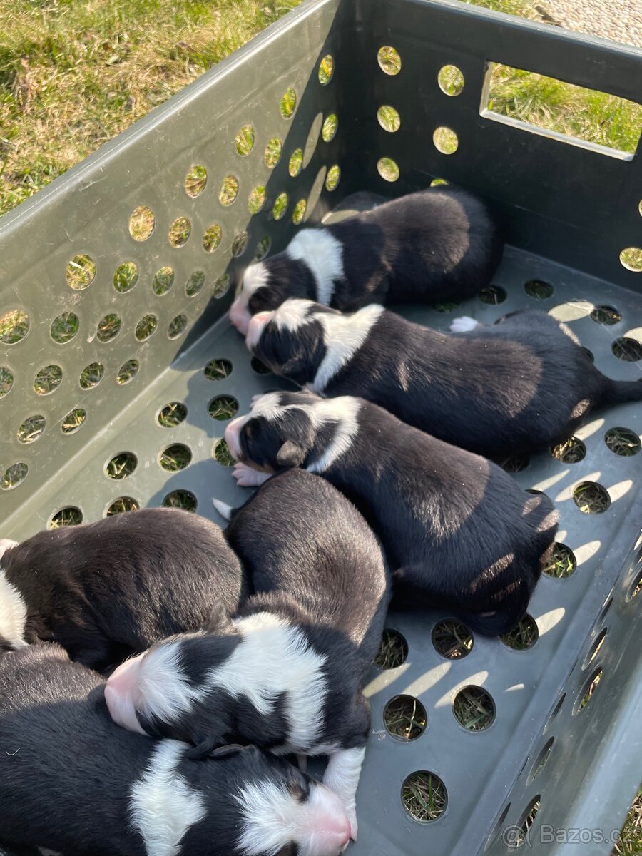 Štěňátko-Border colie Trikolor - 7