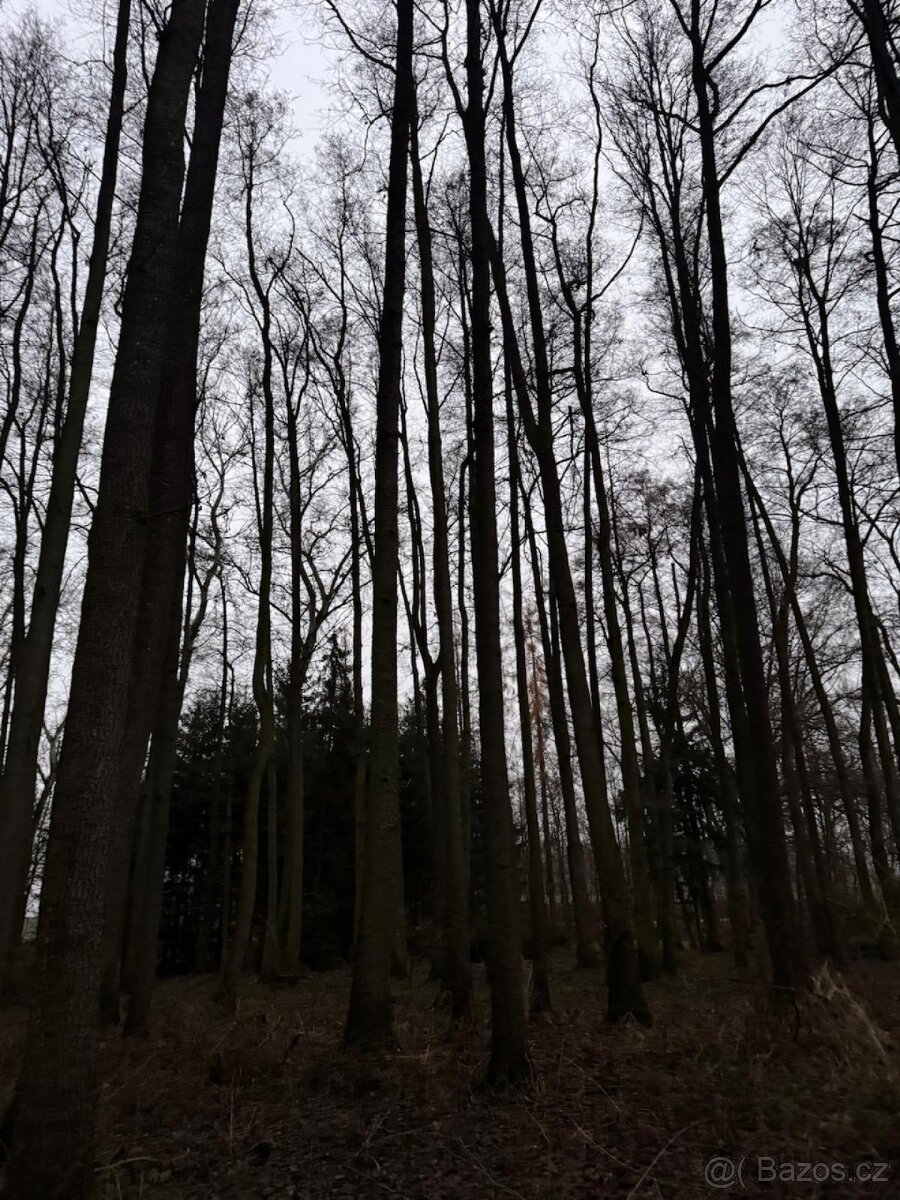 Prodej lesního pozemku v k.ú. Měcholupy u Předslavi - 7