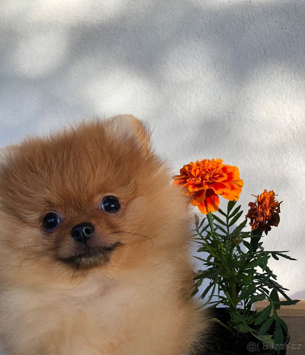 Pomeranian - 7