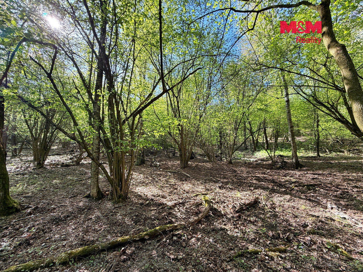 Prodej lesa, 5857 m², Kounice - 7