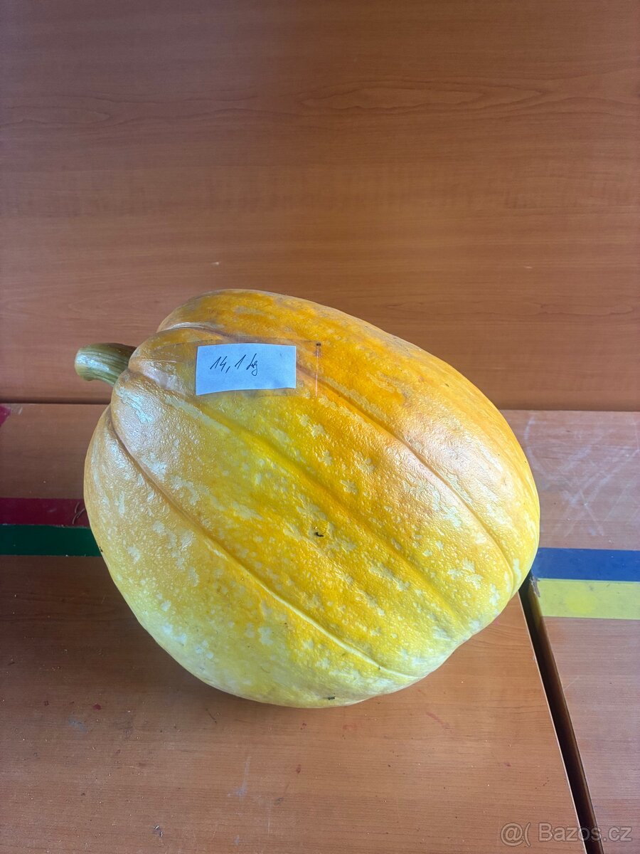 Dýňe - 7