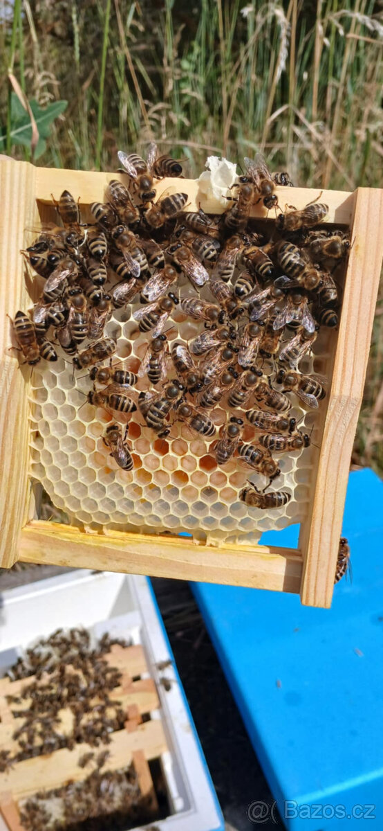 Včelí oddělky, vyzimovaná včelstva RM 39x24 -jižní Čechy (Pí - 7