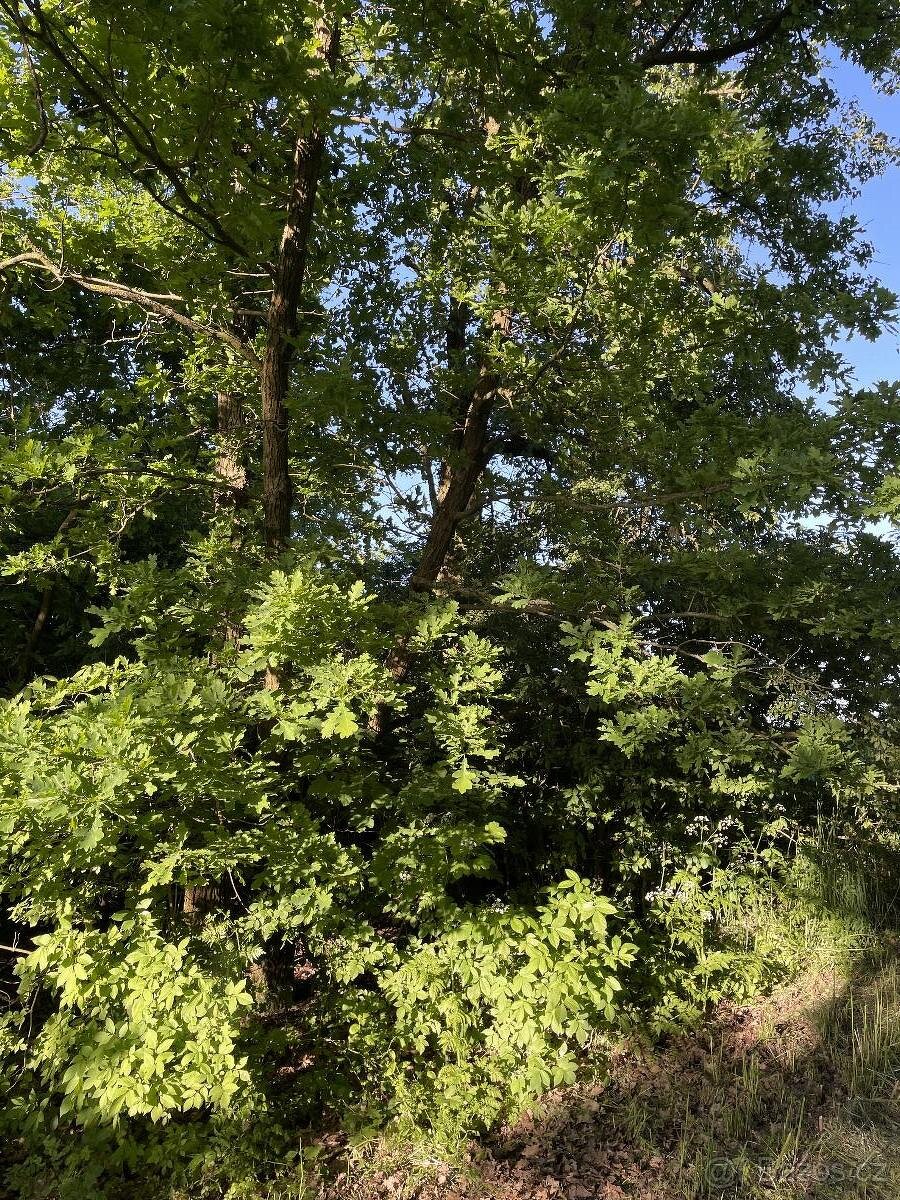 Prodám lesní pozemek v k.ú. Oplot - 7