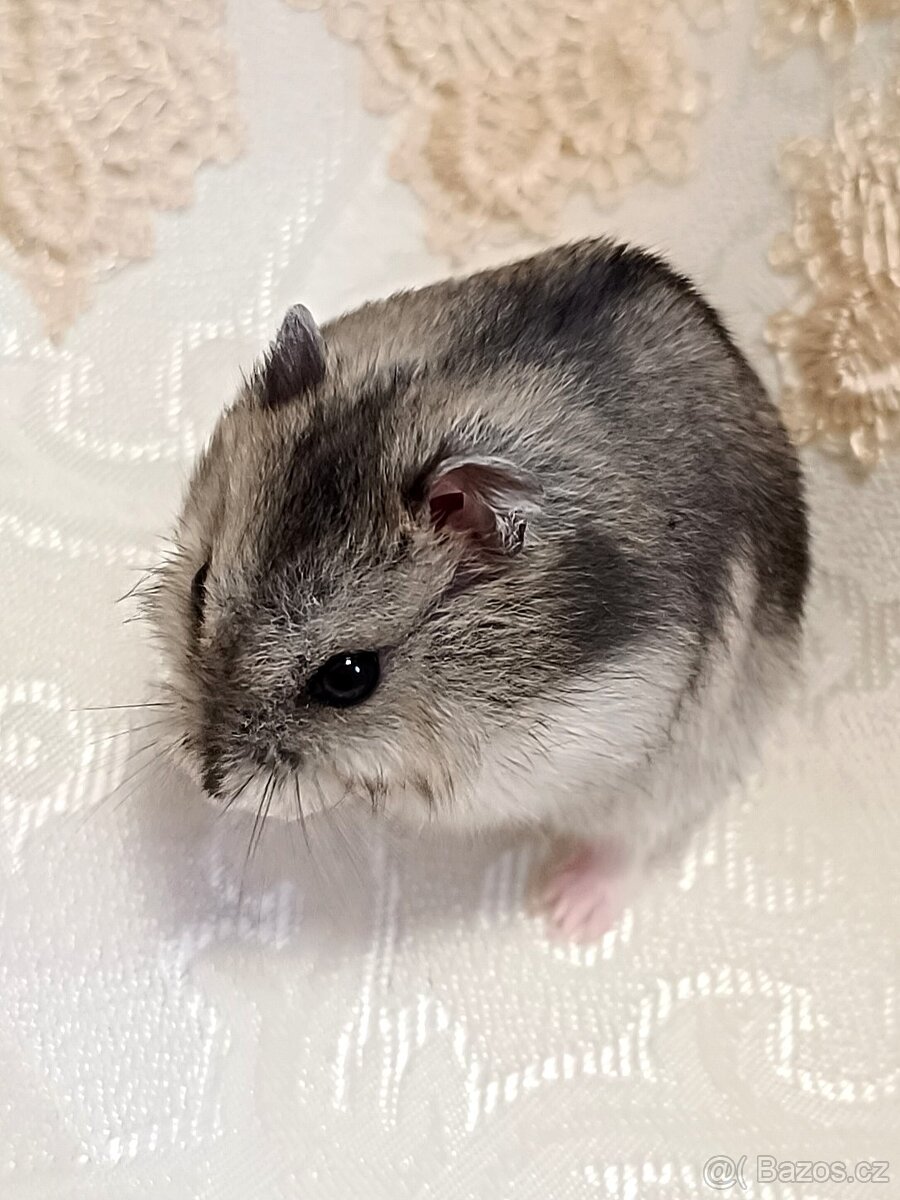 Křeček džungarský mláďátka - 7