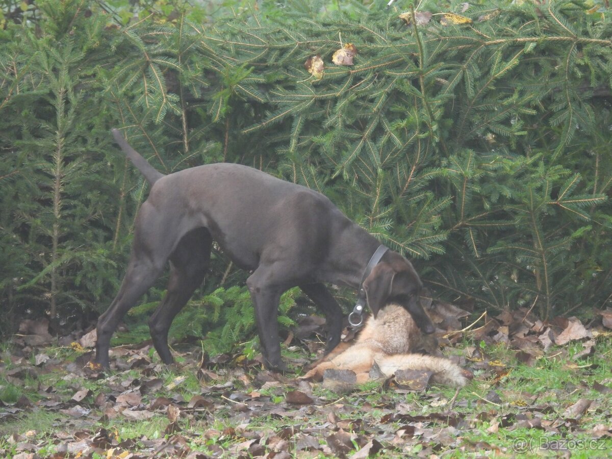 Německý krátkosrstý ohař - 7