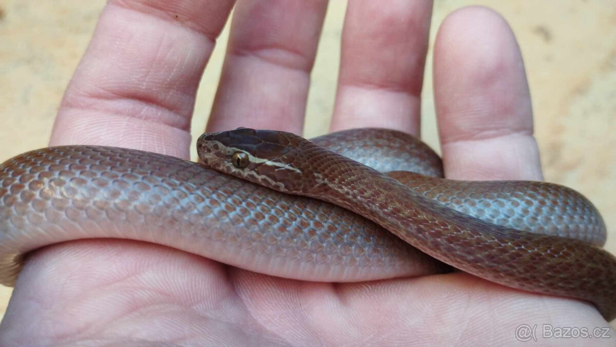 Užovka domácí - 7