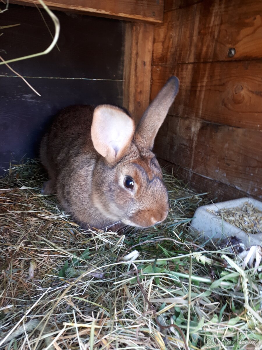 Králík samec - 7