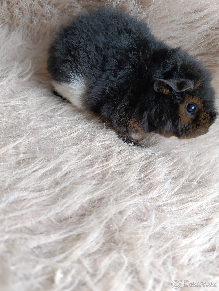 Morče US Teddy / samička / morčátko - 7