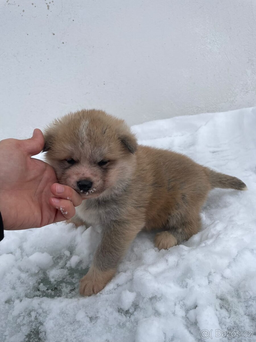 Šteňátka Akita Inu - 7