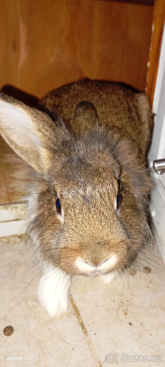 2 zakrslí králíčci s klecí - 7