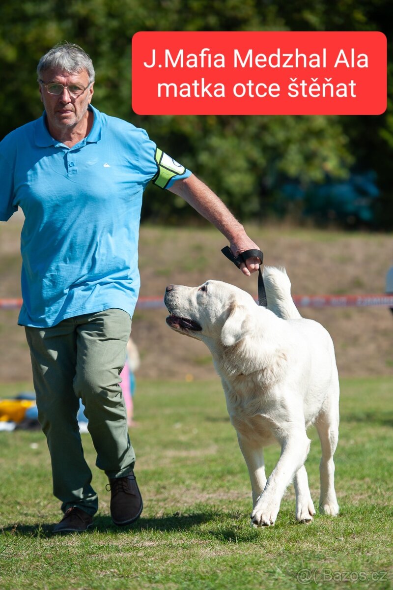 SAO-Středoasijský pastevecký pes-štěňata - 7