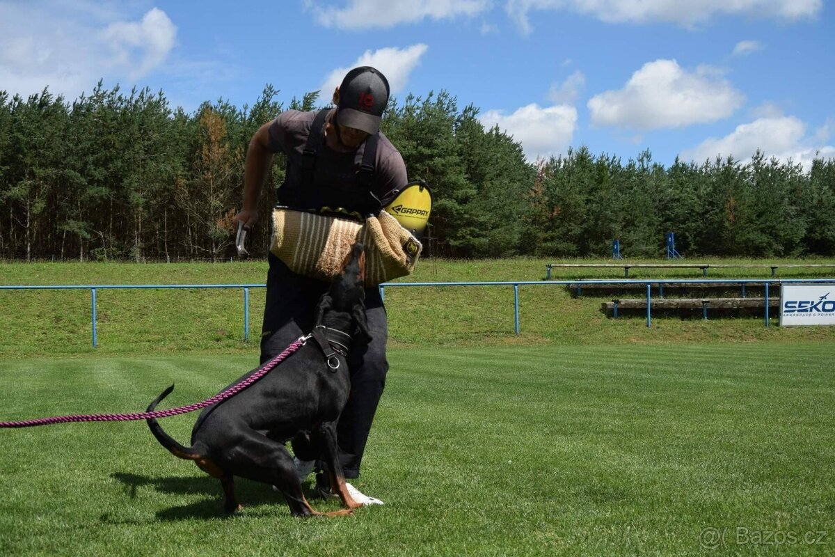 Dobrman - kvalitní štěňata s PP - 7