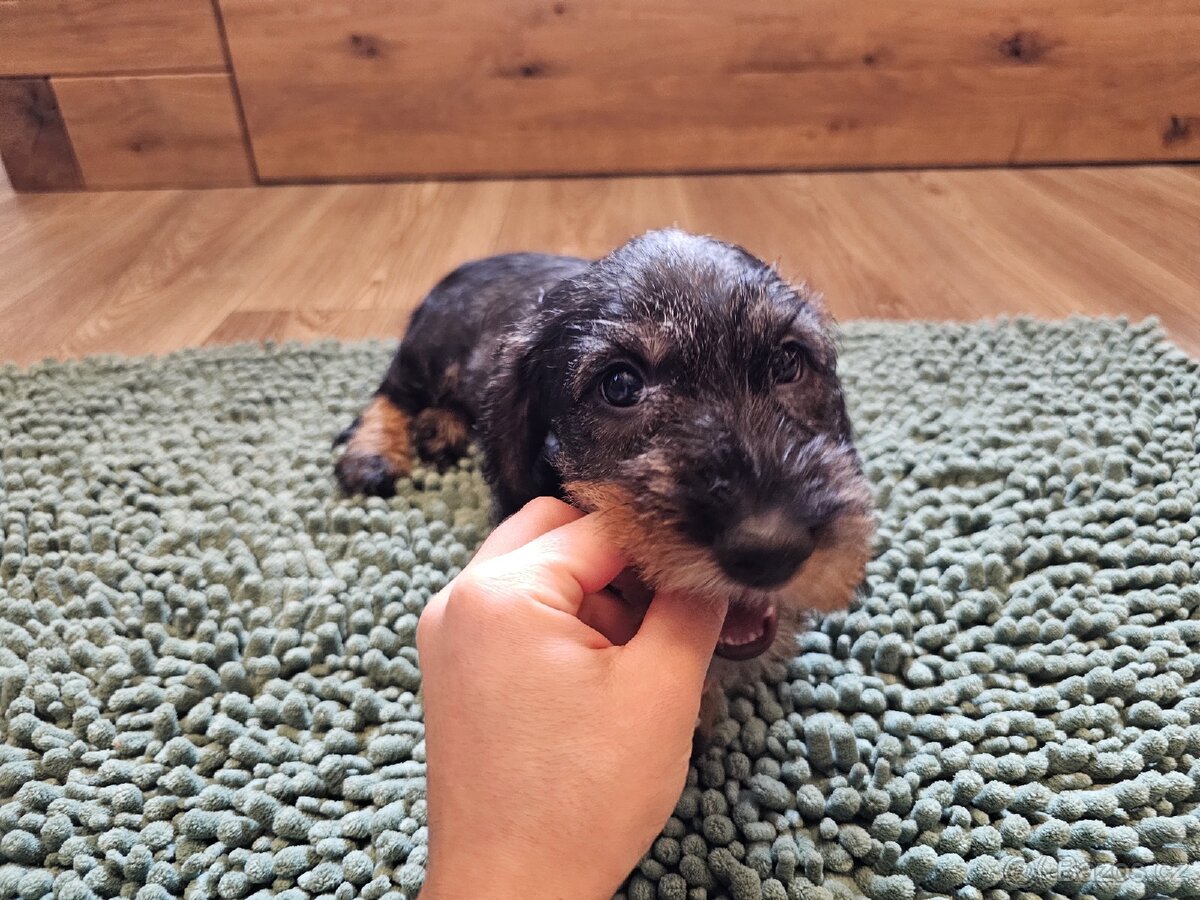 Jezevčík drsnosrstý standard POSLEDNÍ VOLNÁ FENKA - 7