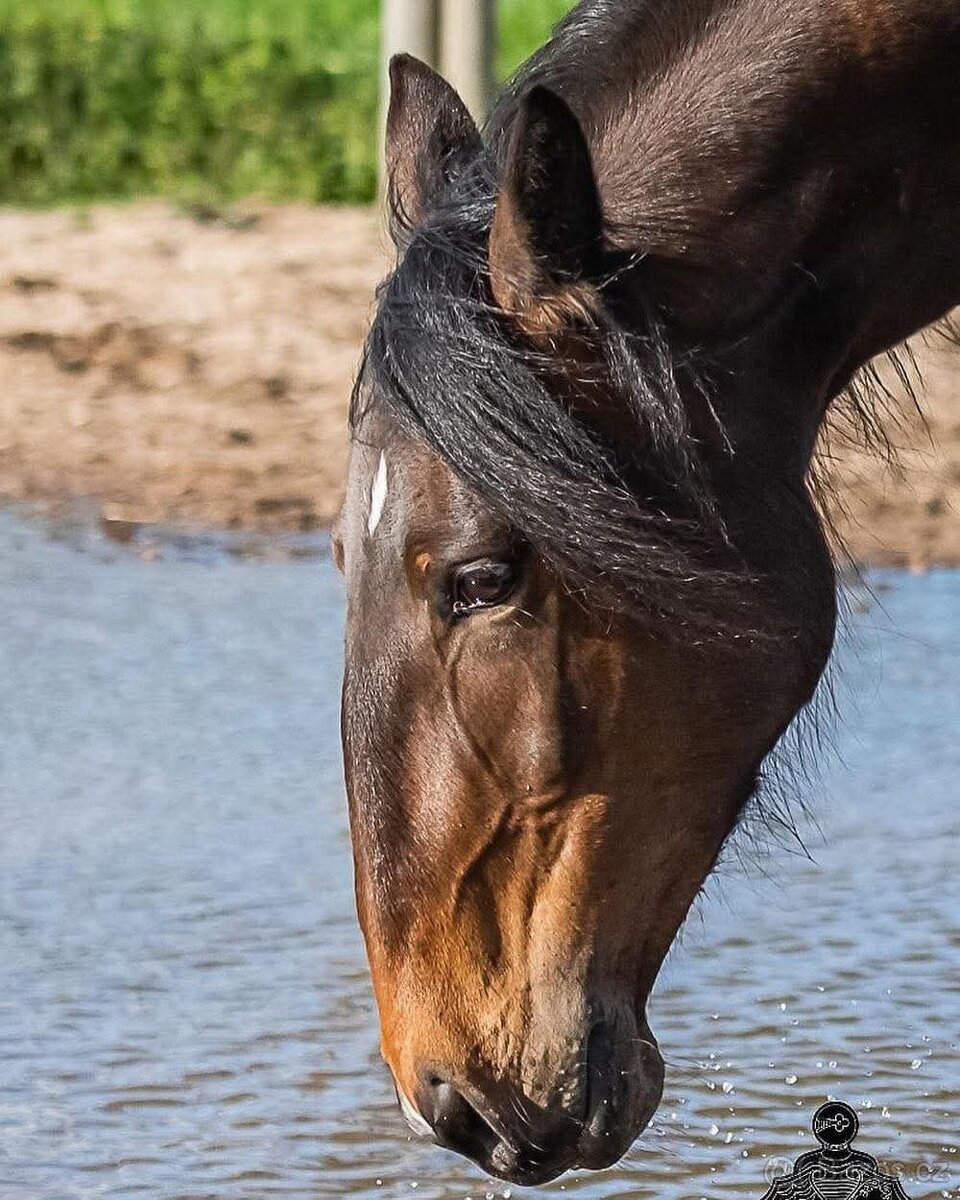 Lusitano klisna 8 let - 7