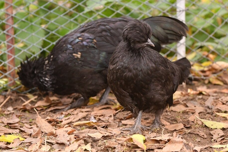 Minislepičky pro radost i vejce - 7