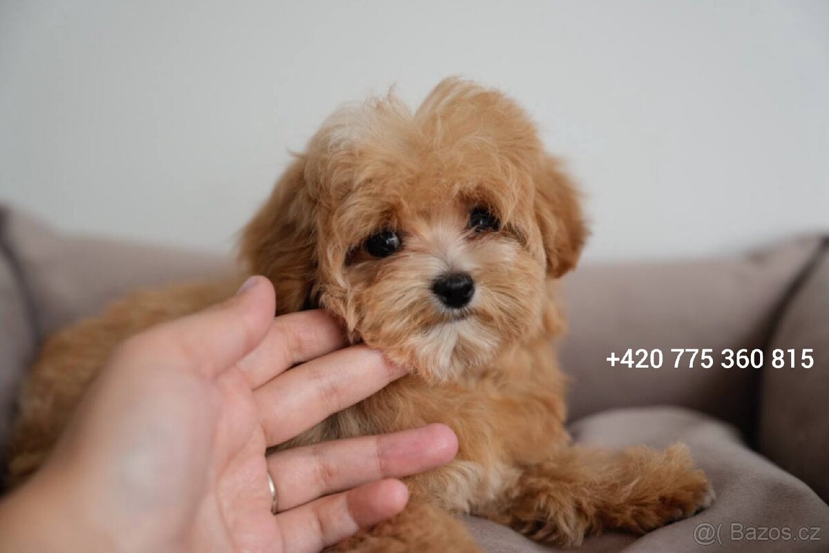Maltipoo holčička f1 - 7