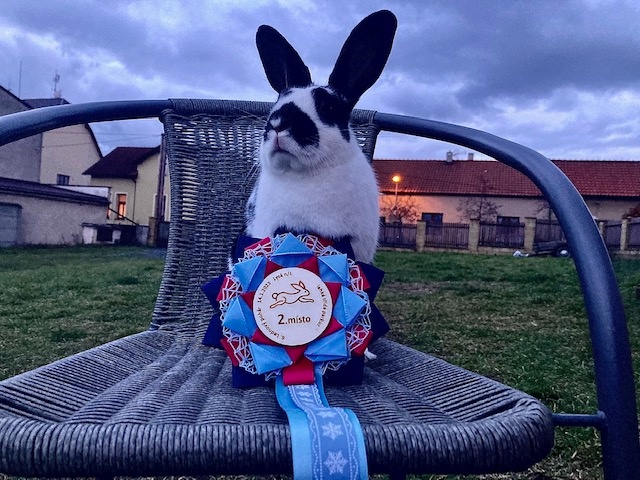 sportovní králík s pp - Lora - 7