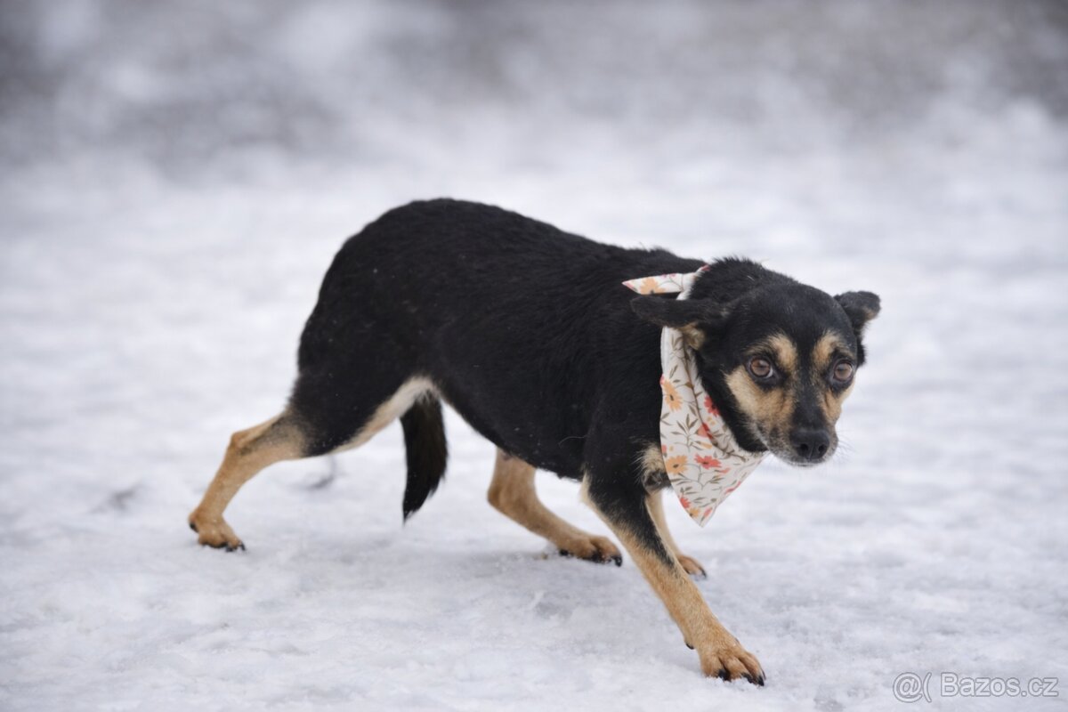 Timea hledá domov - 7