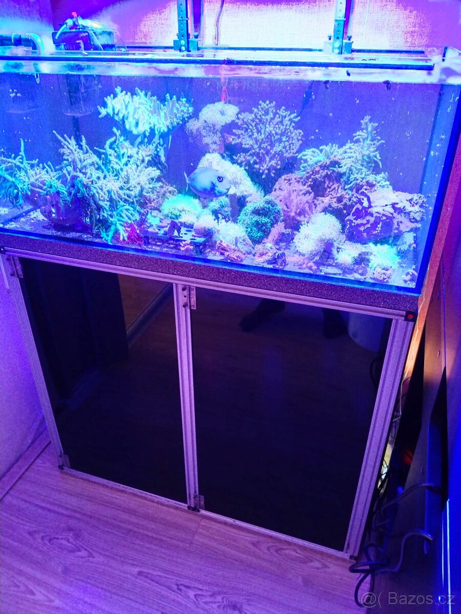 Mořské akvárium - 7