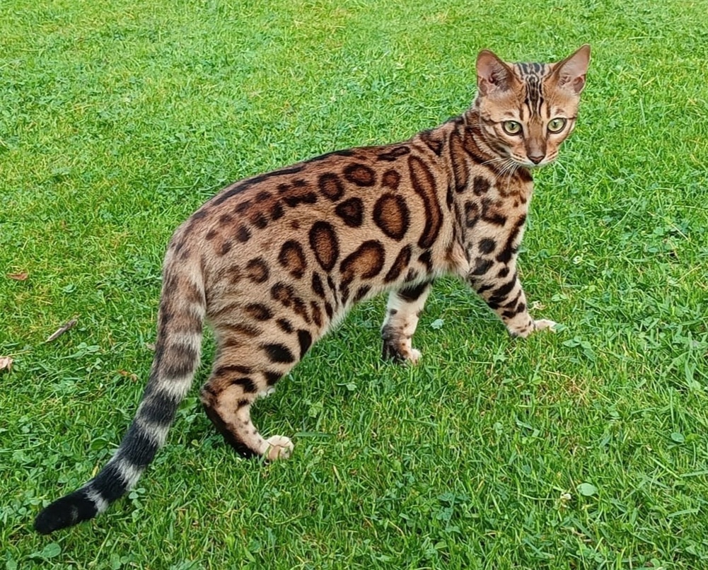Bengálská kočička s PP - k chovu - 7