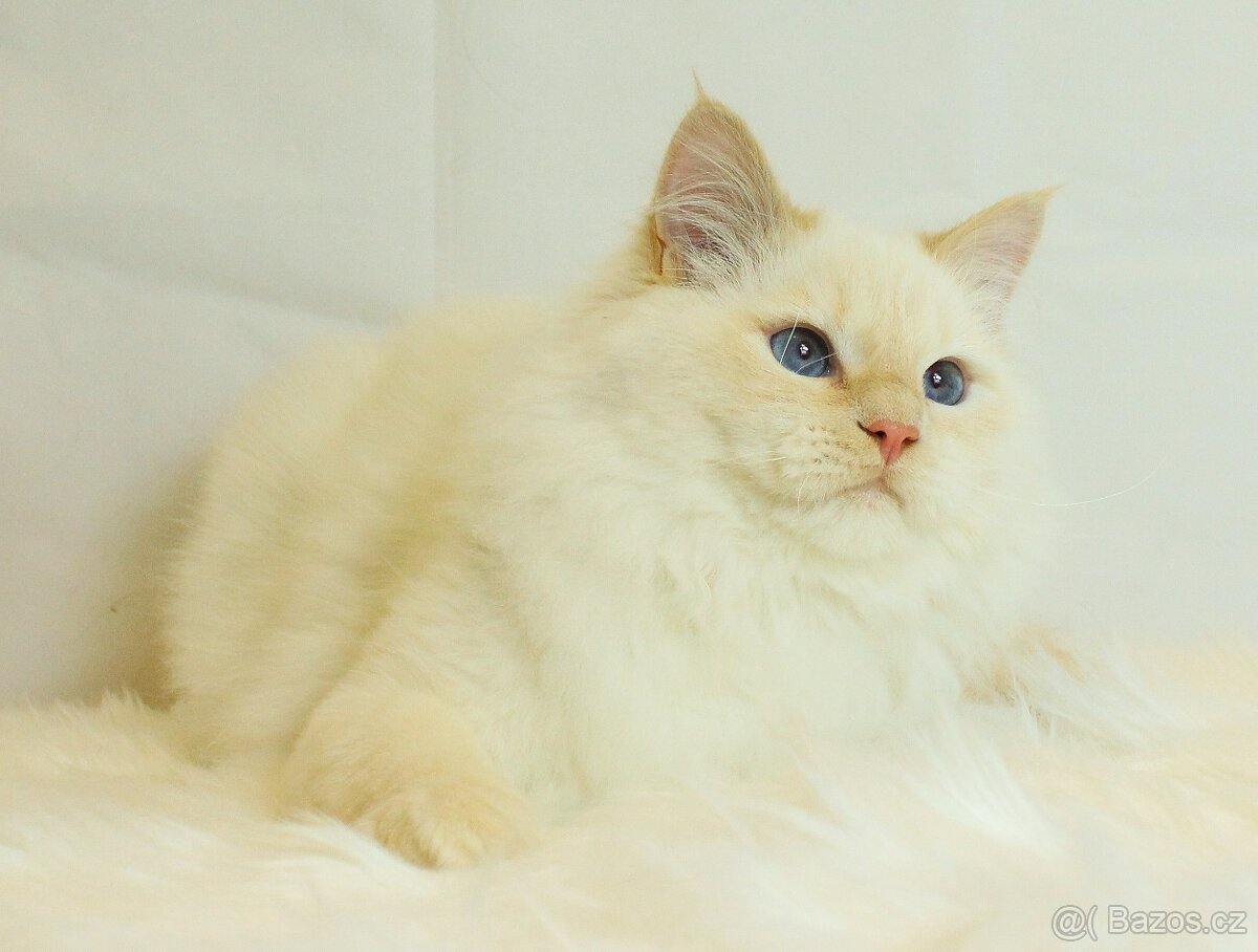 Sibiřská kočka - Neva Masqerade - 7