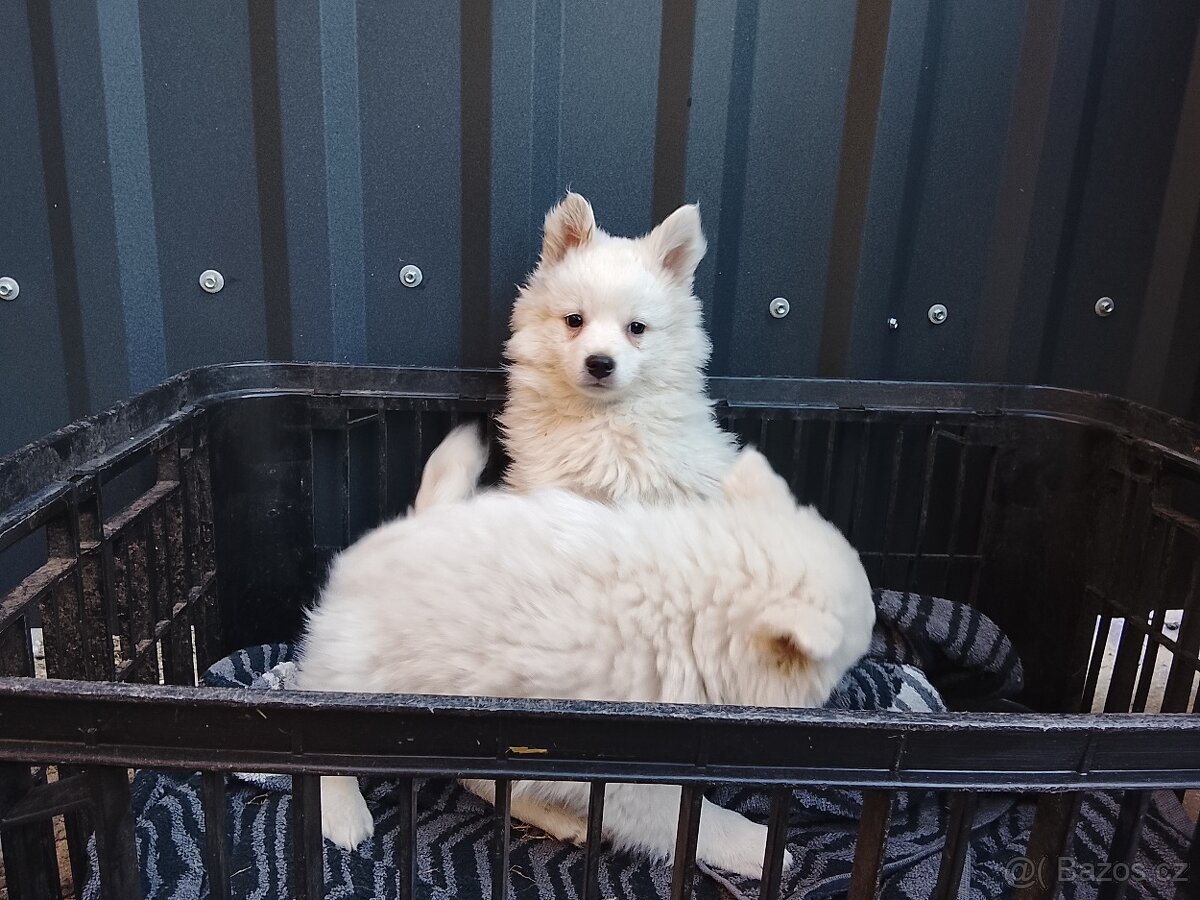 Štěňata-Německý špic střední - 7