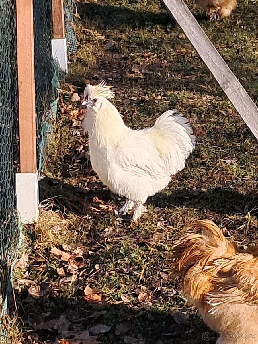 Hedvábnička EU - 7