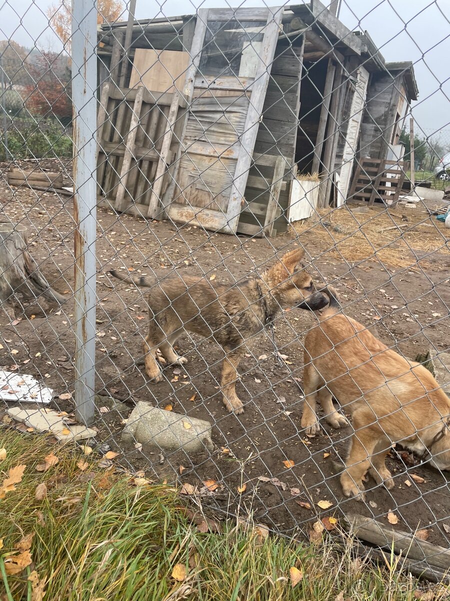 Štěně vlčáka - 7