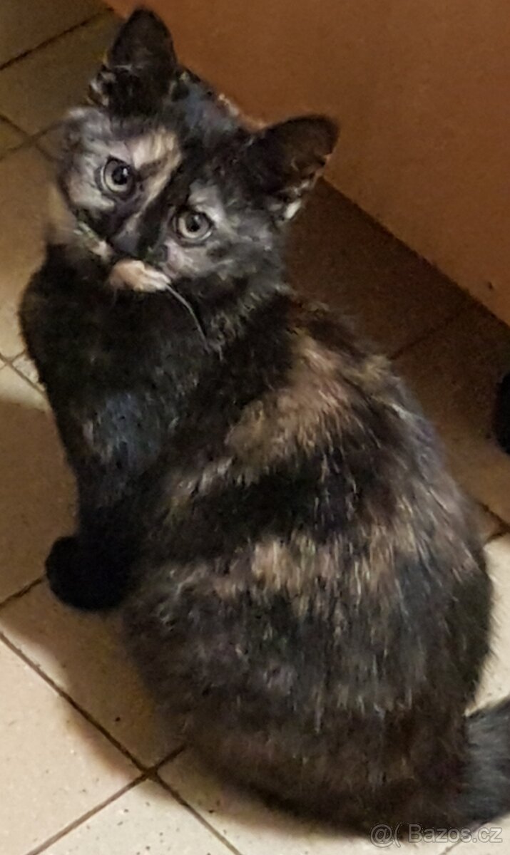 Darujeme koťátka - 7