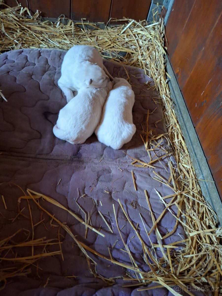 Bíly švýcarsky ovčák - 7