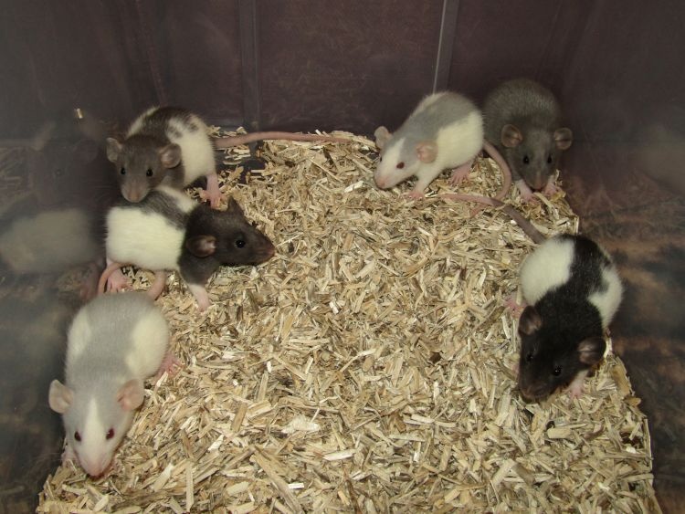 Dumbo, rex, obláčkový efekt - potkánci s výpisem předků - 7