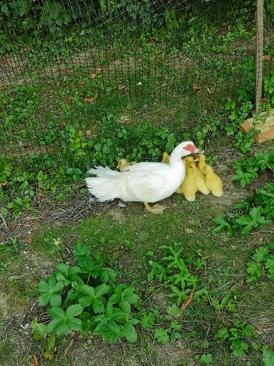 Kachna pižmová - 7