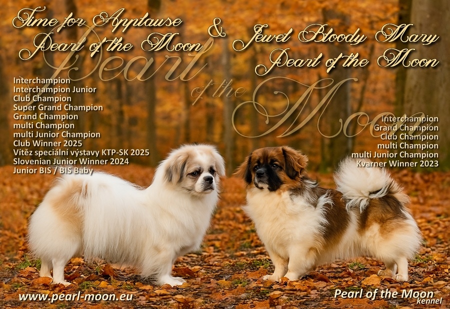 Tibetský španěl - 7