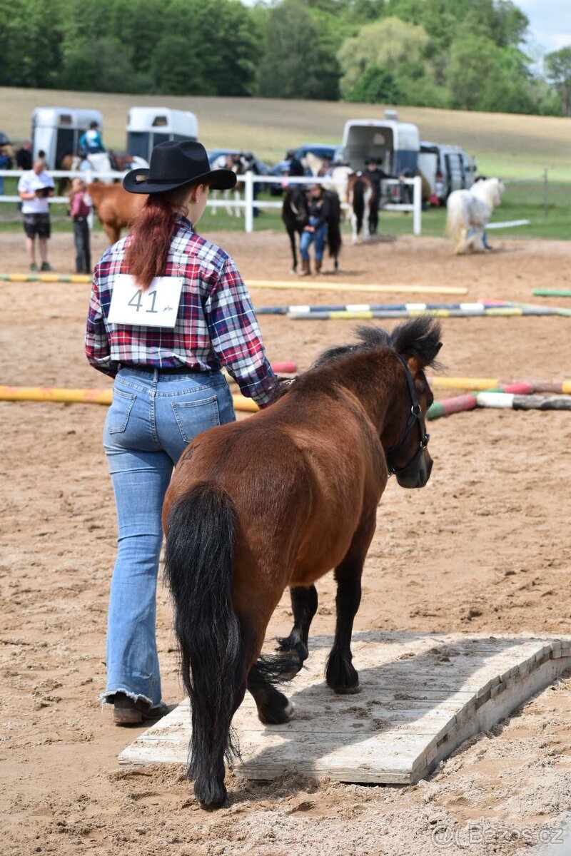 Pronájem shetland pony - 7