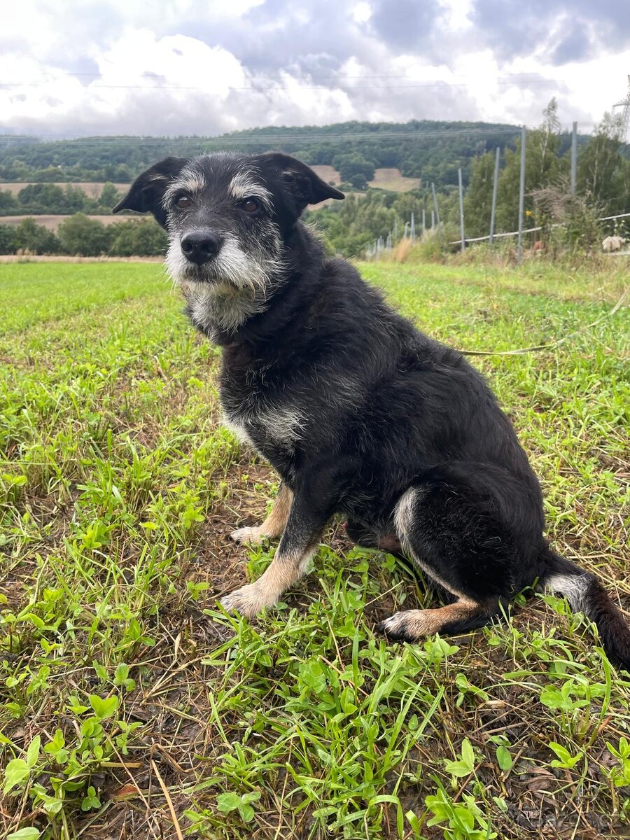 JACK - psík 9 let - 7