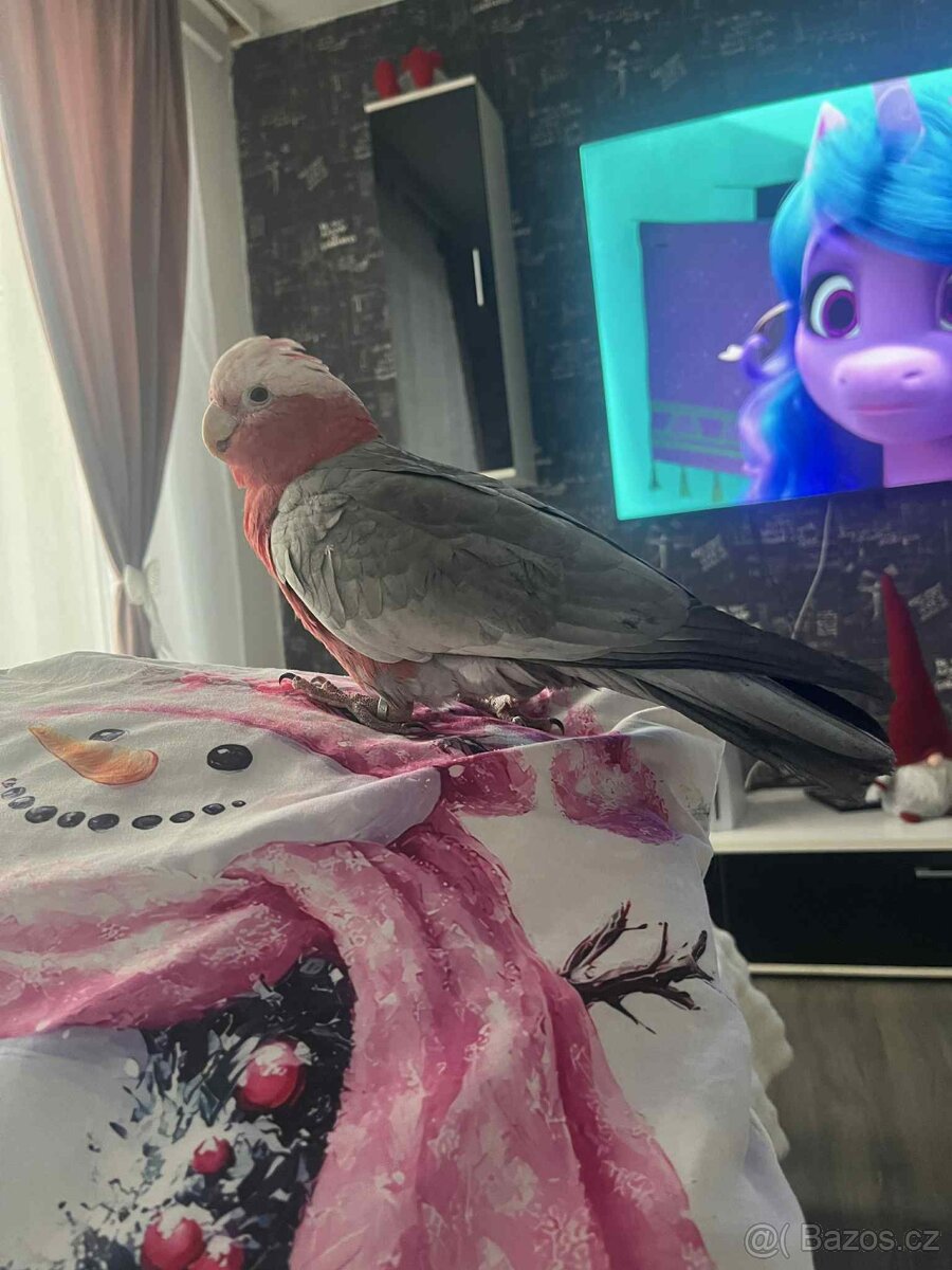 Kakadu růžový - 7