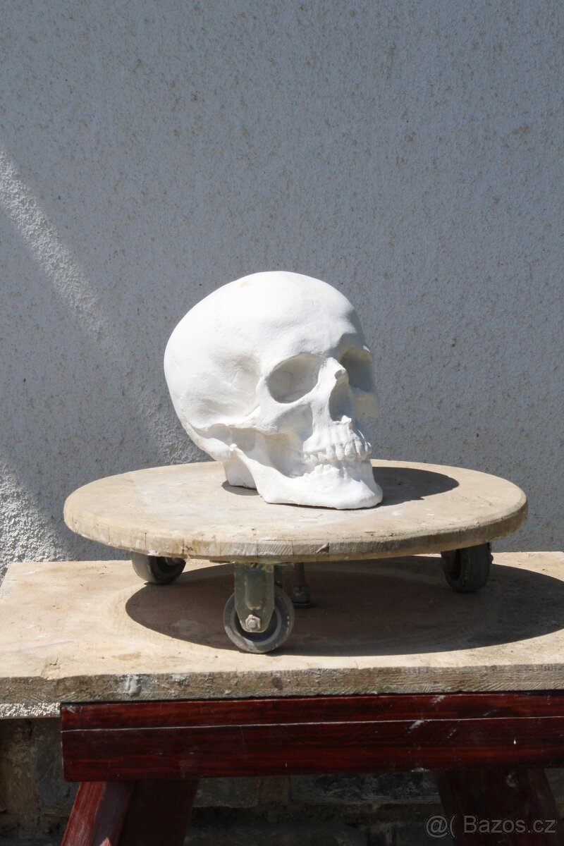 lebka - sadrový odlitek - 7