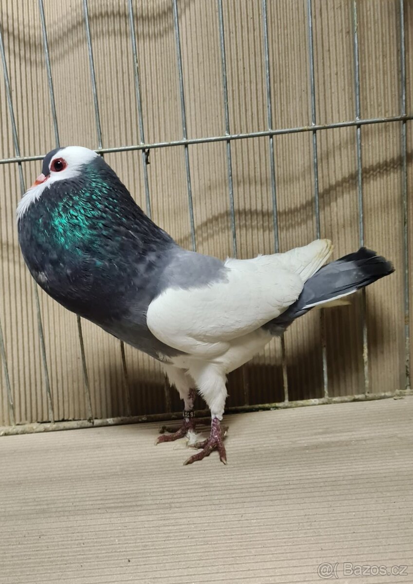 Český stavák modrý sedlatý - 7