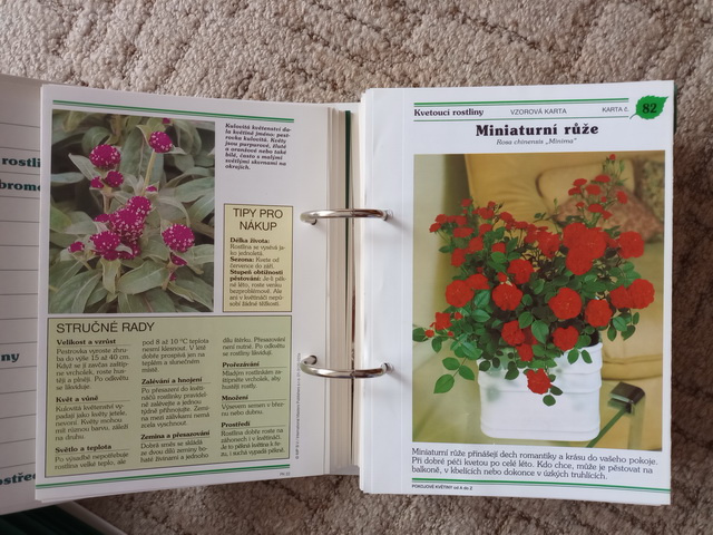 Pokojové květiny od A do Z - 7