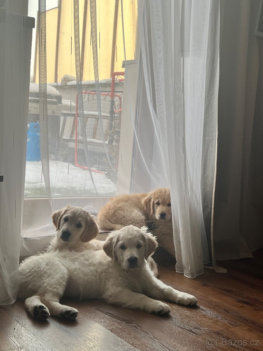 Kluk zlatého retrívra - 7