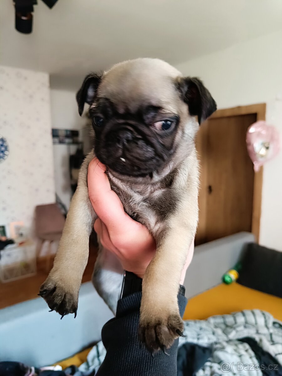 Prodám Mopsiky - 7