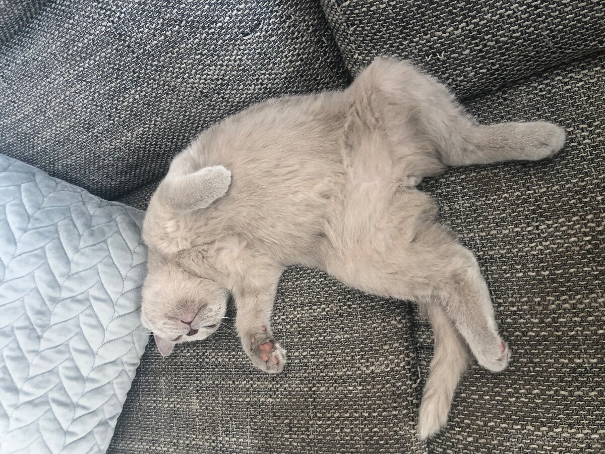 Britská kočička - 7