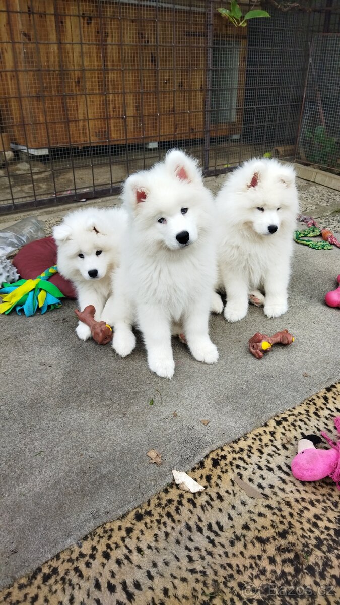 Samojed - štěně s PP - 7