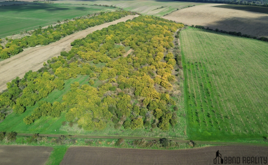 Prodej sadu, 22 292 m², Hustopeče u Brna - 7