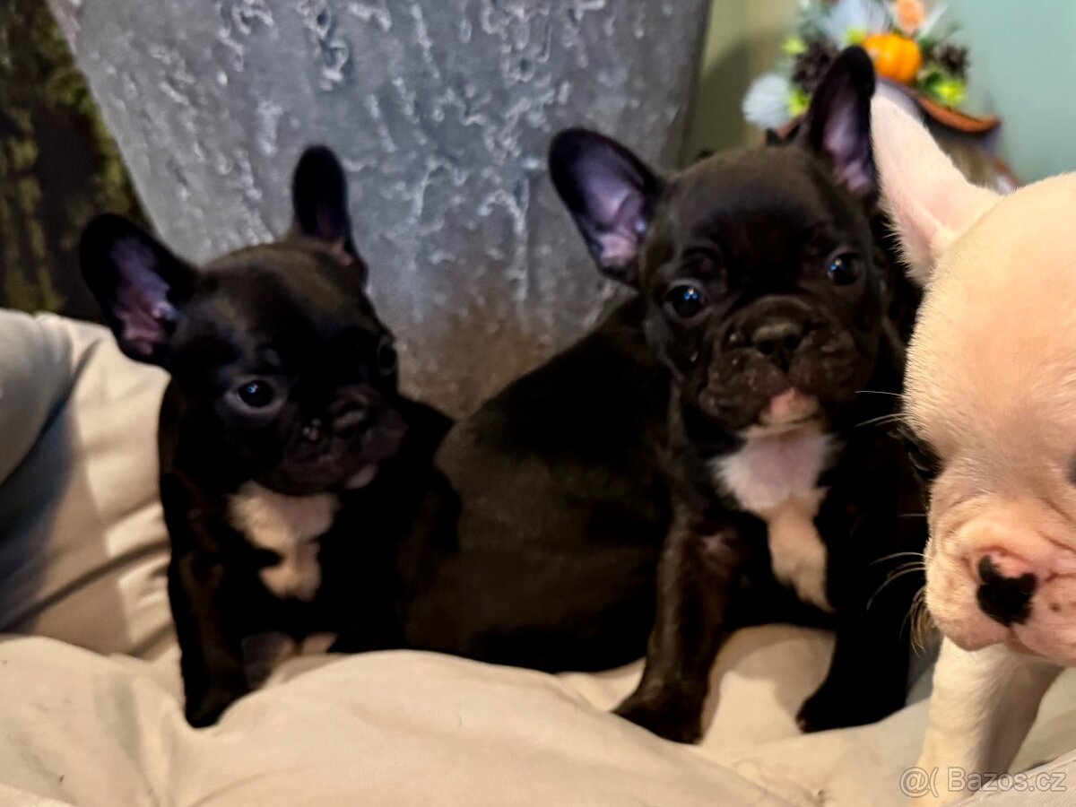 Francouzský buldoček – štěňátka - 7