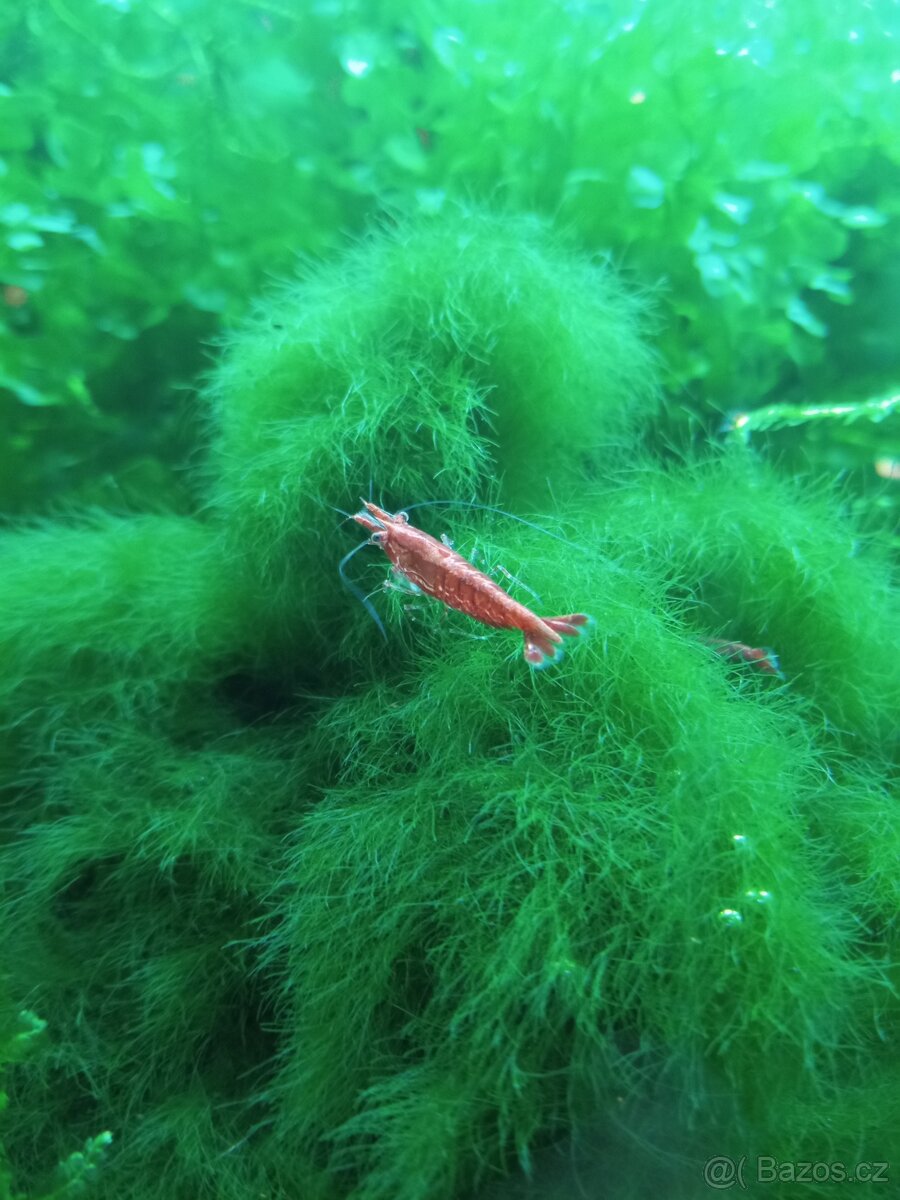 Krevety červené a krab Mekong - 7