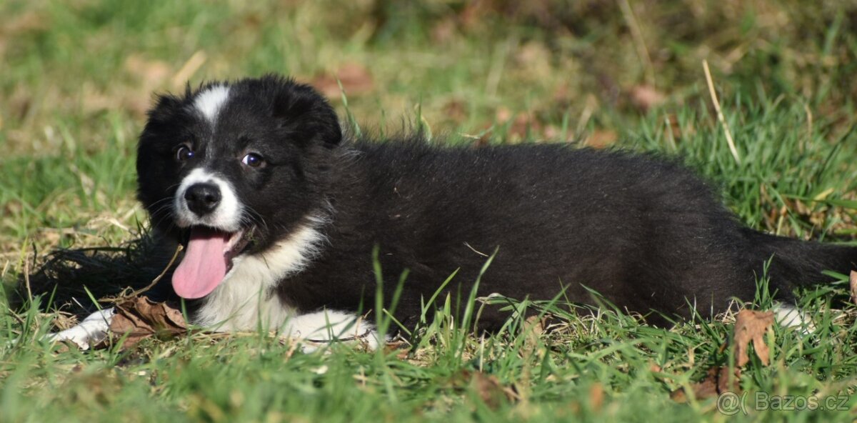 Border kolie s PP - 7